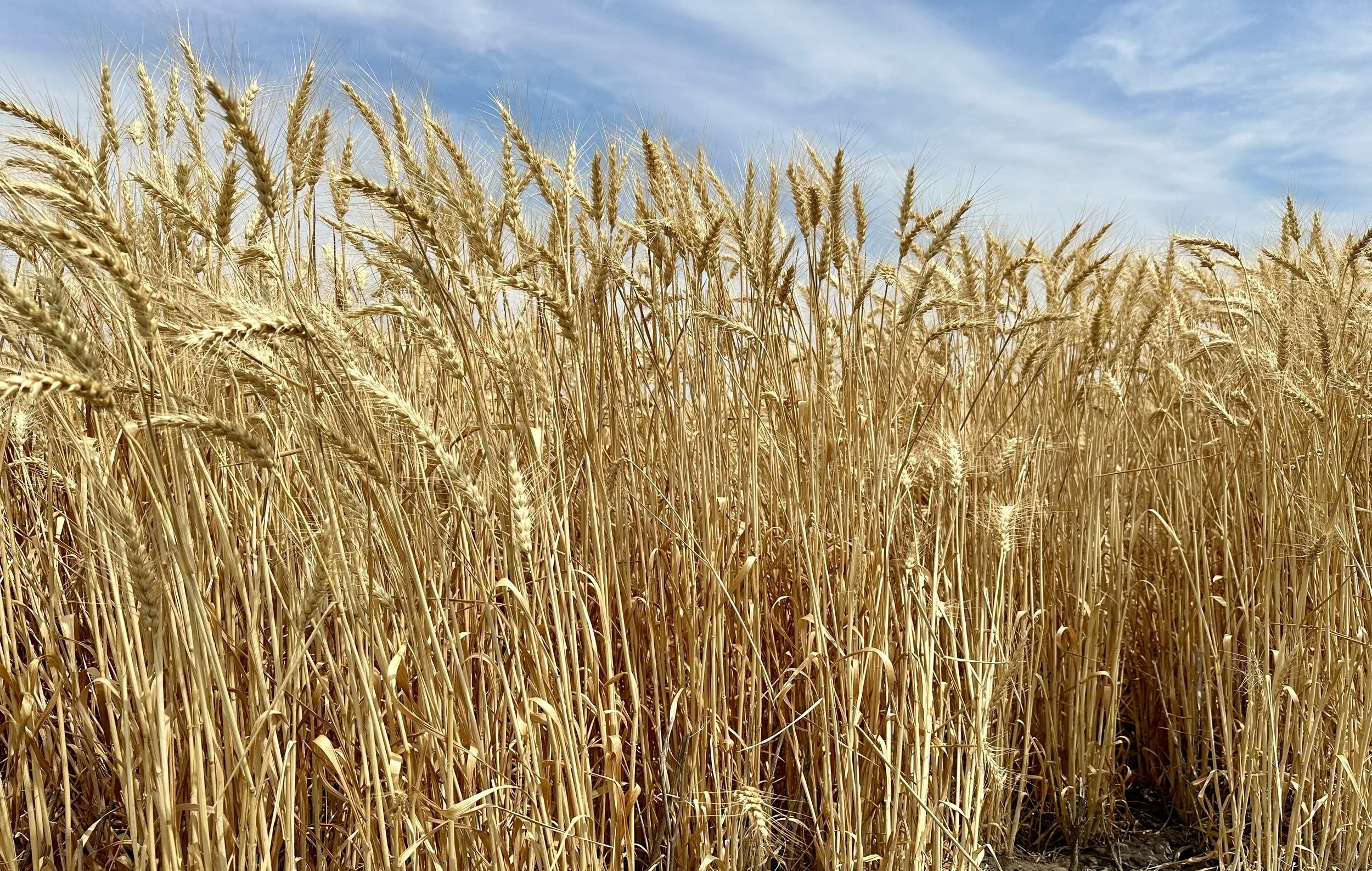 Wheat and Edible Oils (CP 8, CP 9, CP 10)